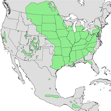 box elder distribution|box elder wood list.